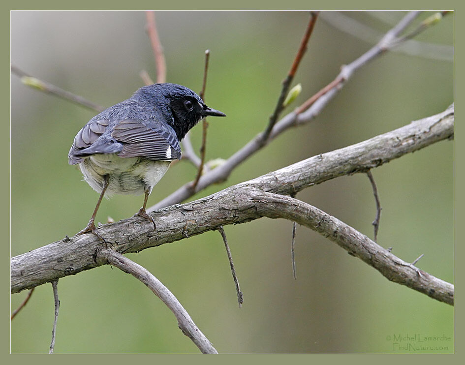 Black-throated Blue Warbler male adult breeding