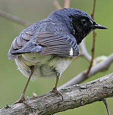 Paruline bleue