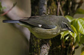 Black-throated Blue Warbler