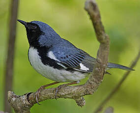 Paruline bleue