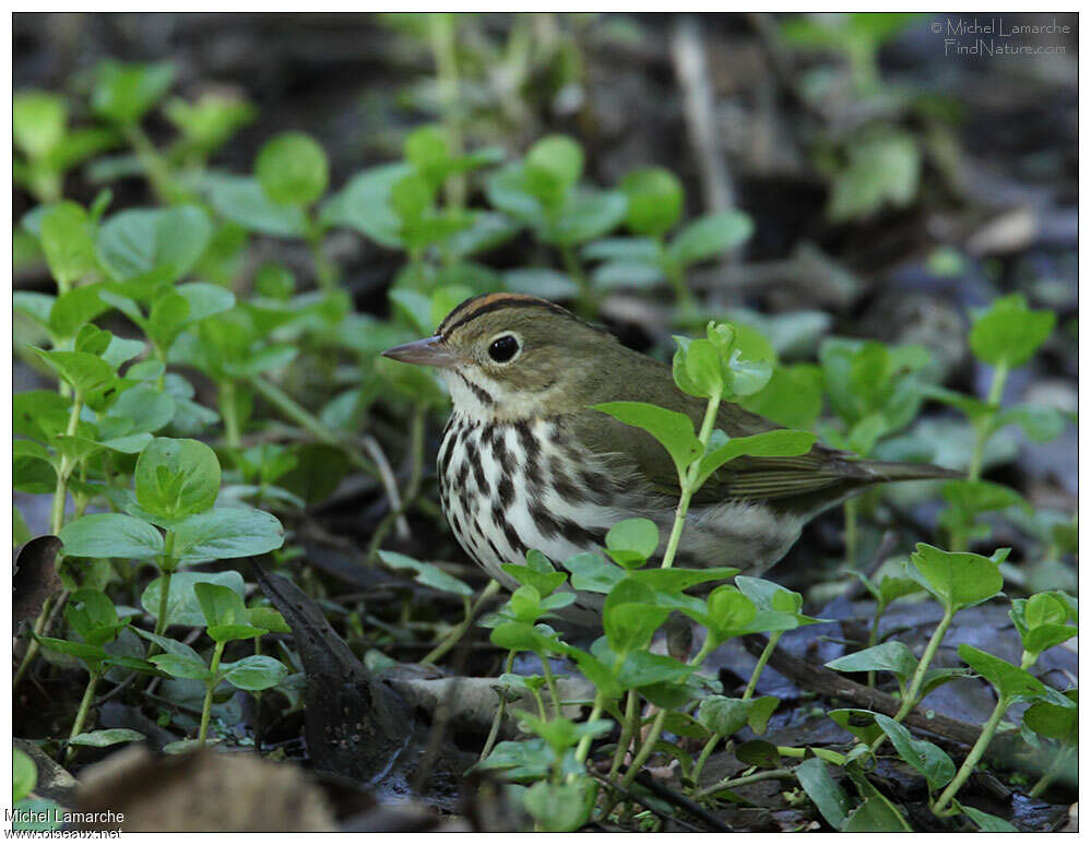 Paruline couronnéeadulte, portrait