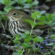 Ovenbird