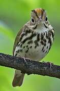 Ovenbird