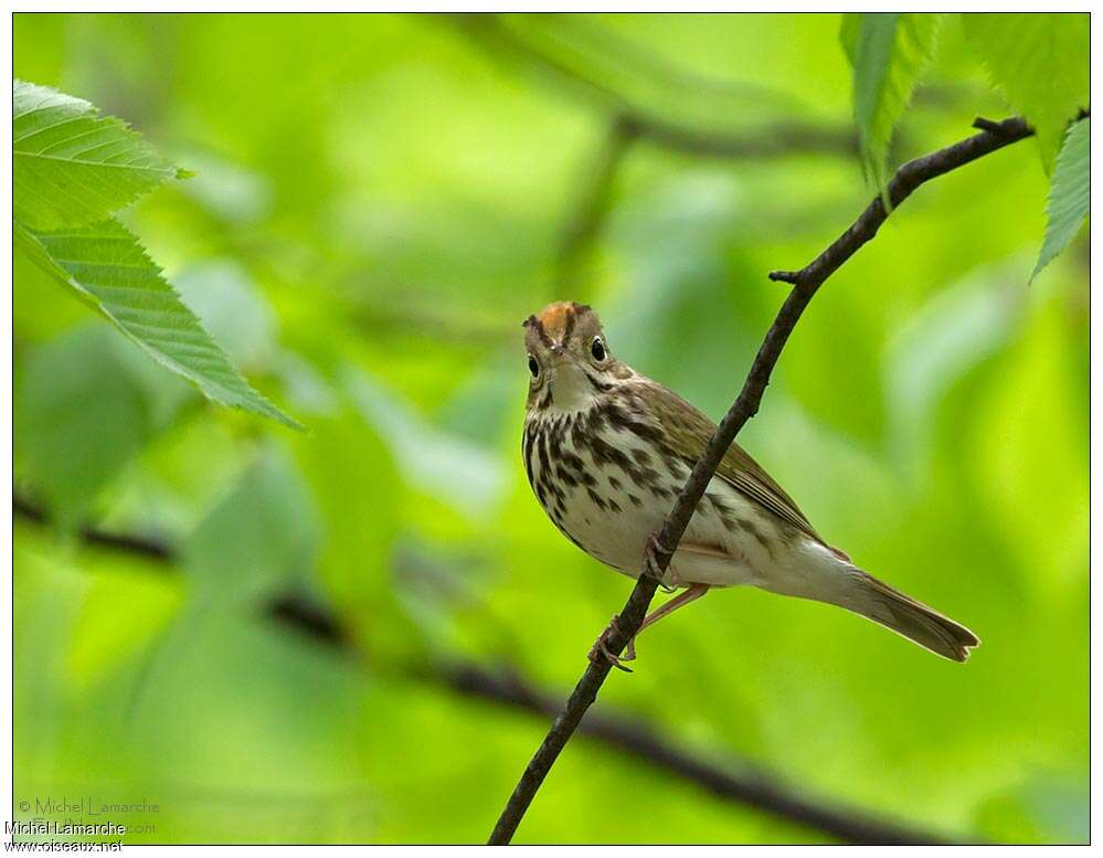 Ovenbirdadult breeding, identification