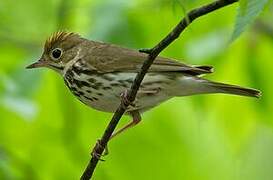 Ovenbird