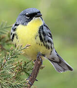 Kirtland's Warbler