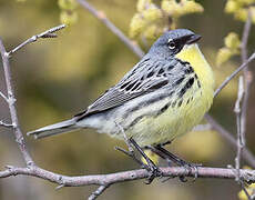 Kirtland's Warbler