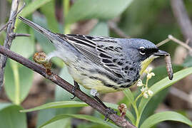 Kirtland's Warbler