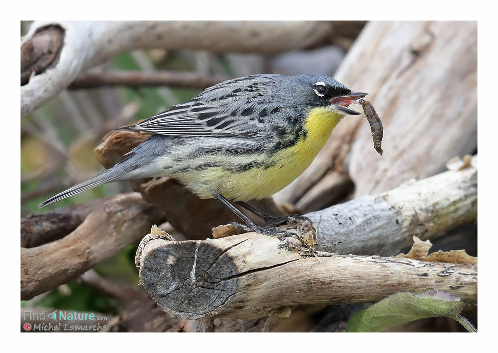 Kirtland's Warbler male adult, eats