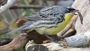 Kirtland's Warbler