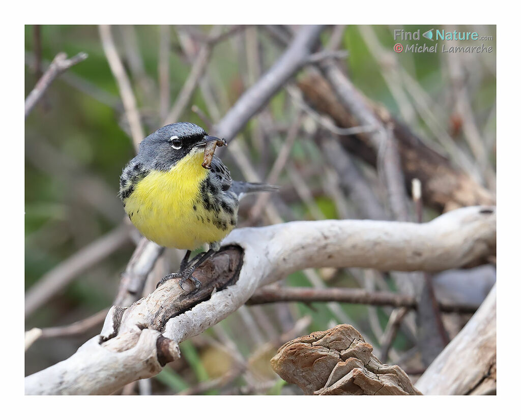 Kirtland's Warbler male adult, eats