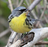 Kirtland's Warbler