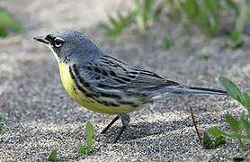 Kirtland's Warbler