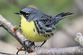 Kirtland's Warbler