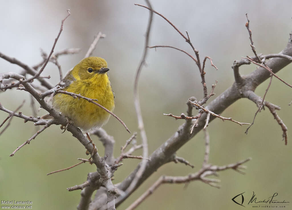 Pine Warbler male adult, close-up portrait