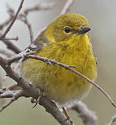 Pine Warbler