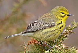 Prairie Warbler