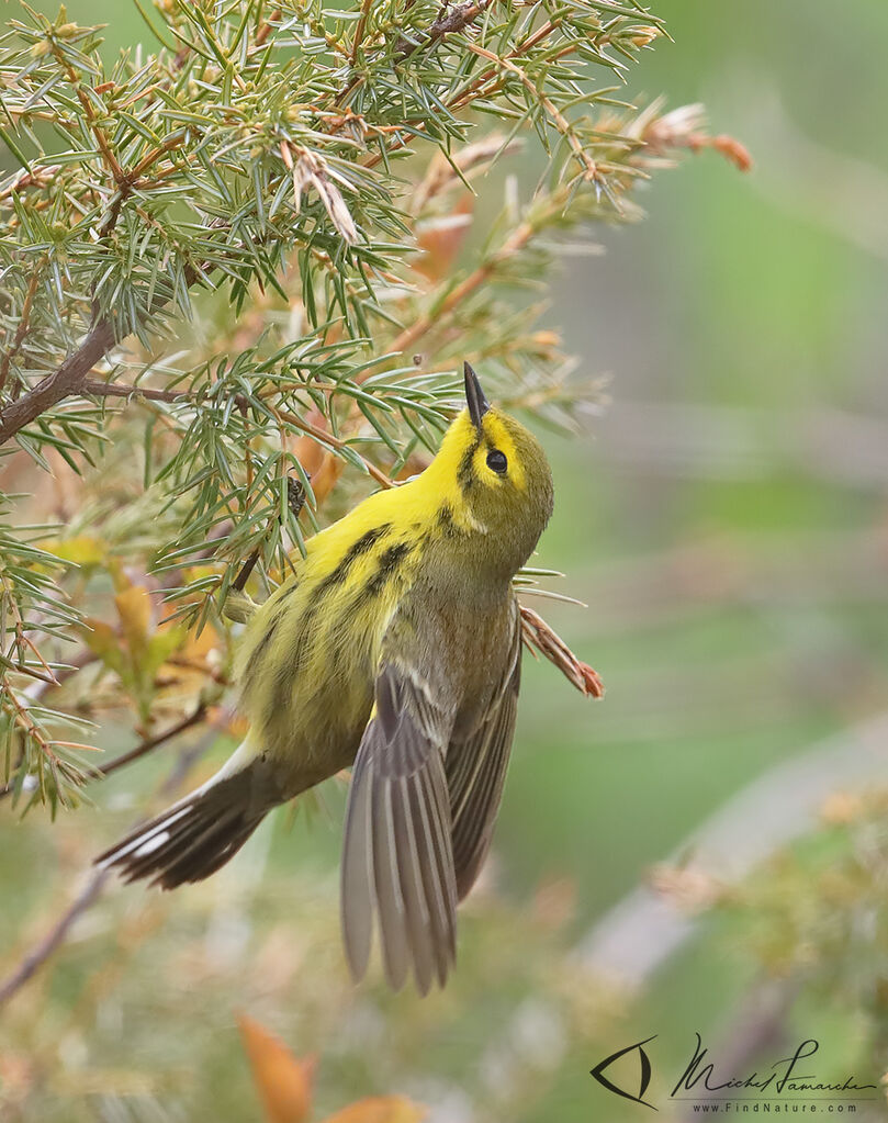 Prairie Warbler