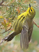 Prairie Warbler