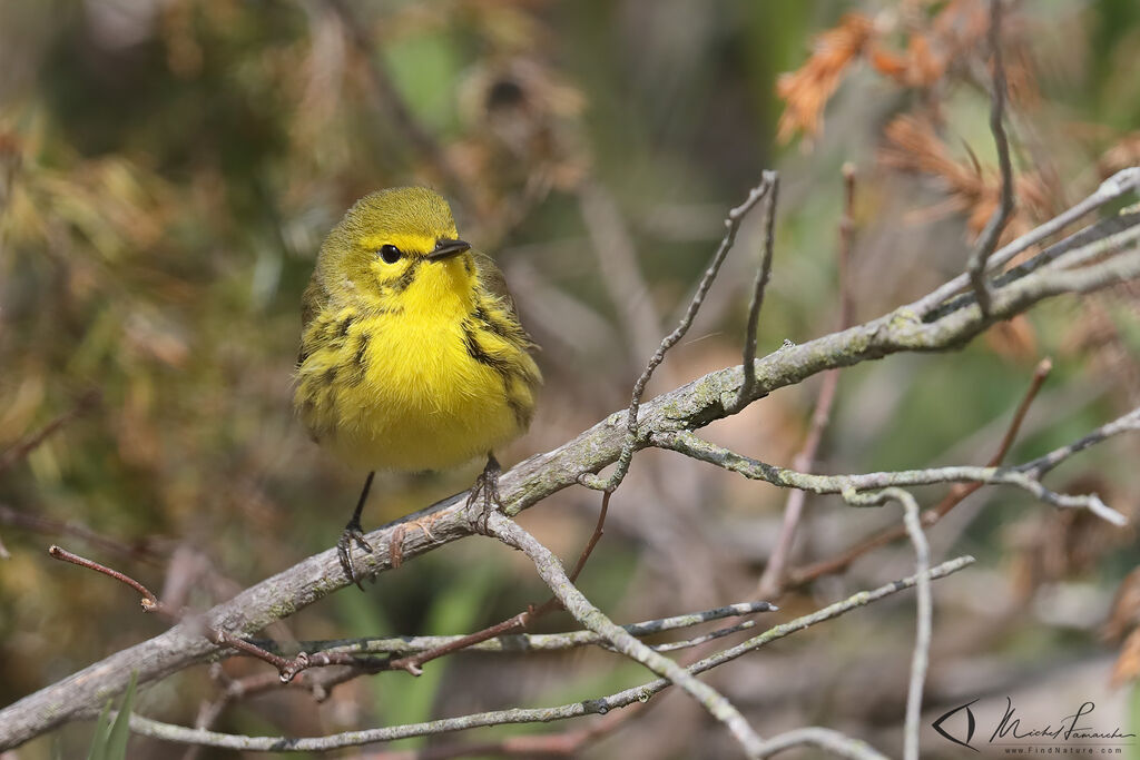 Prairie Warbler