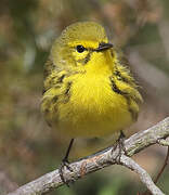 Prairie Warbler