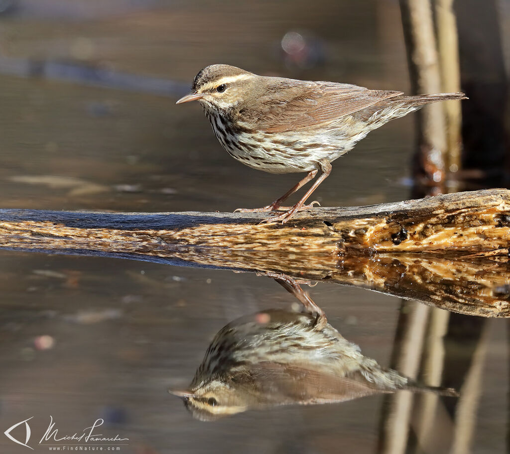 Northern Waterthrush