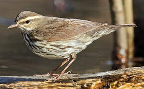 Northern Waterthrush