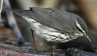 Paruline des ruisseaux