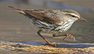 Northern Waterthrush