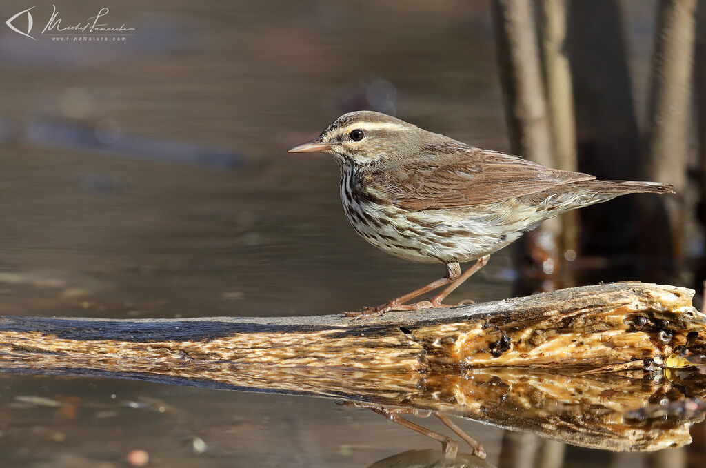 Northern Waterthrush