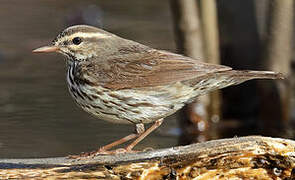 Northern Waterthrush