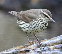 Northern Waterthrush