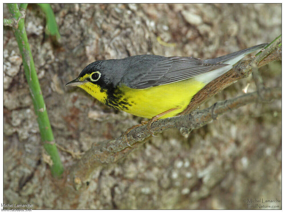 Paruline du Canada mâle adulte nuptial, identification