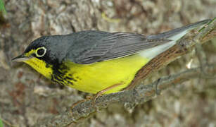 Canada Warbler