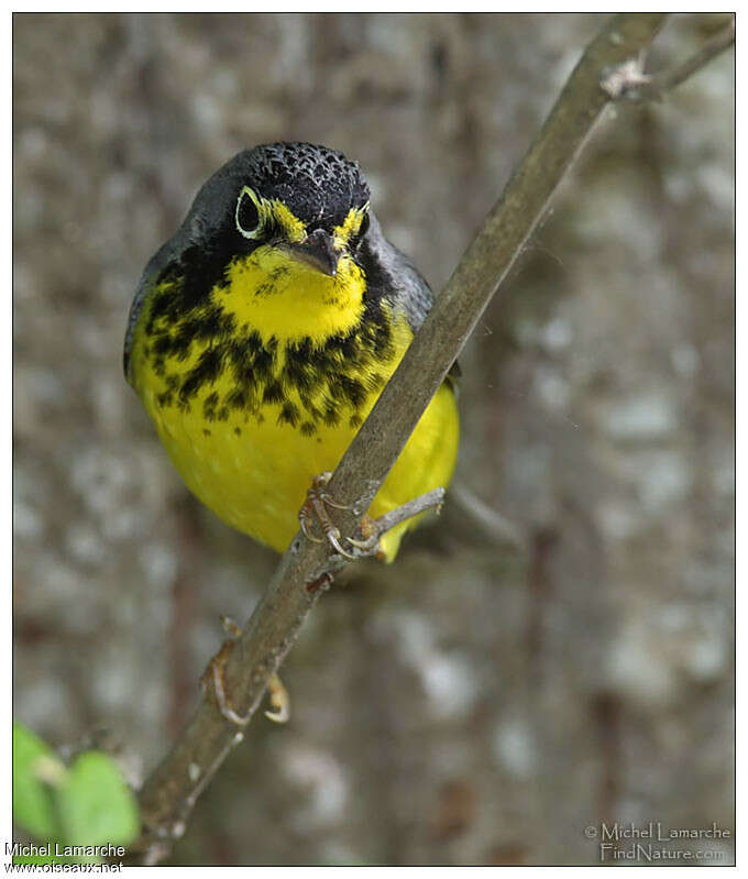 Canada Warbler male adult breeding, close-up portrait