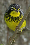 Canada Warbler