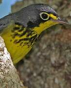 Canada Warbler