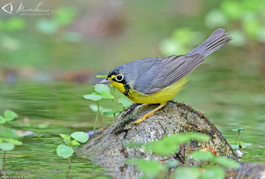 Canada Warbler male adult breeding, Behaviour