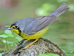 Canada Warbler