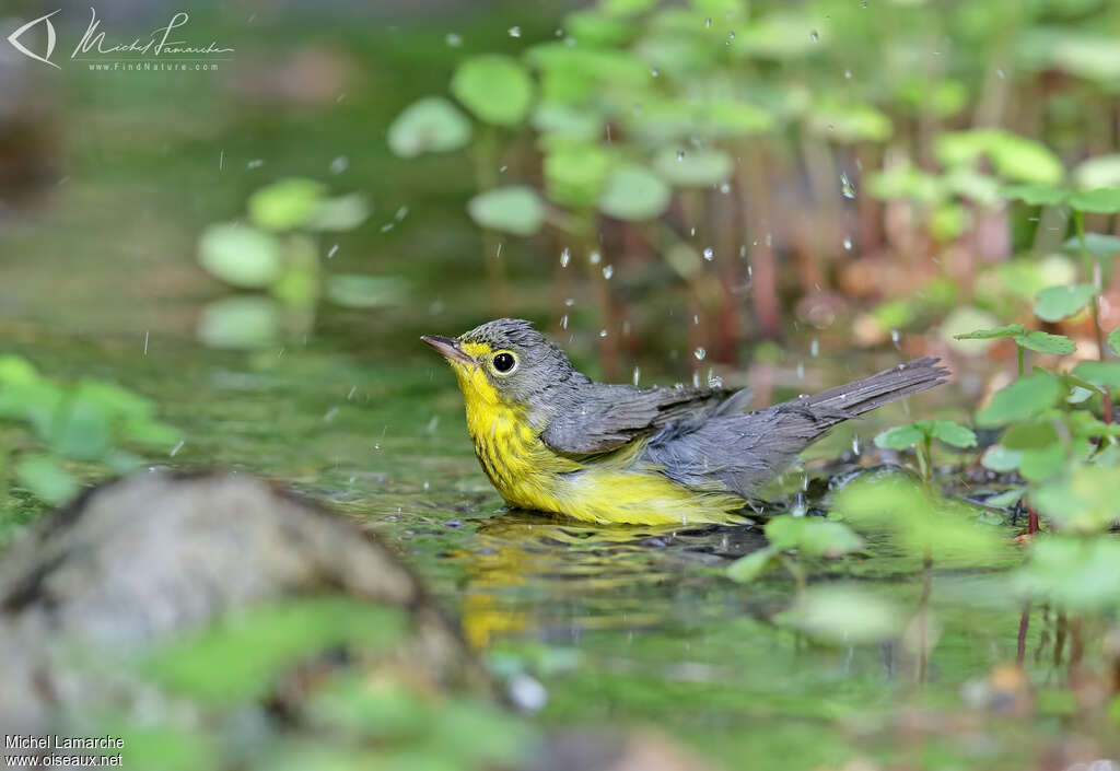 Canada Warbler female adult, care, pigmentation