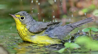 Canada Warbler