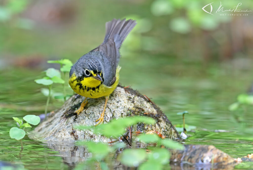 Canada Warbler male adult breeding