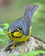 Canada Warbler