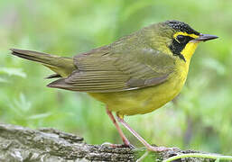 Kentucky Warbler