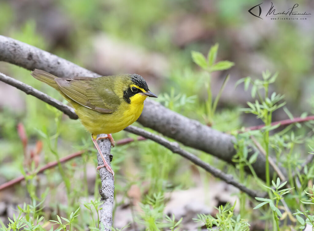 Kentucky Warbler male adult breeding