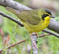 Kentucky Warbler