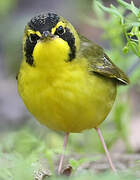 Kentucky Warbler