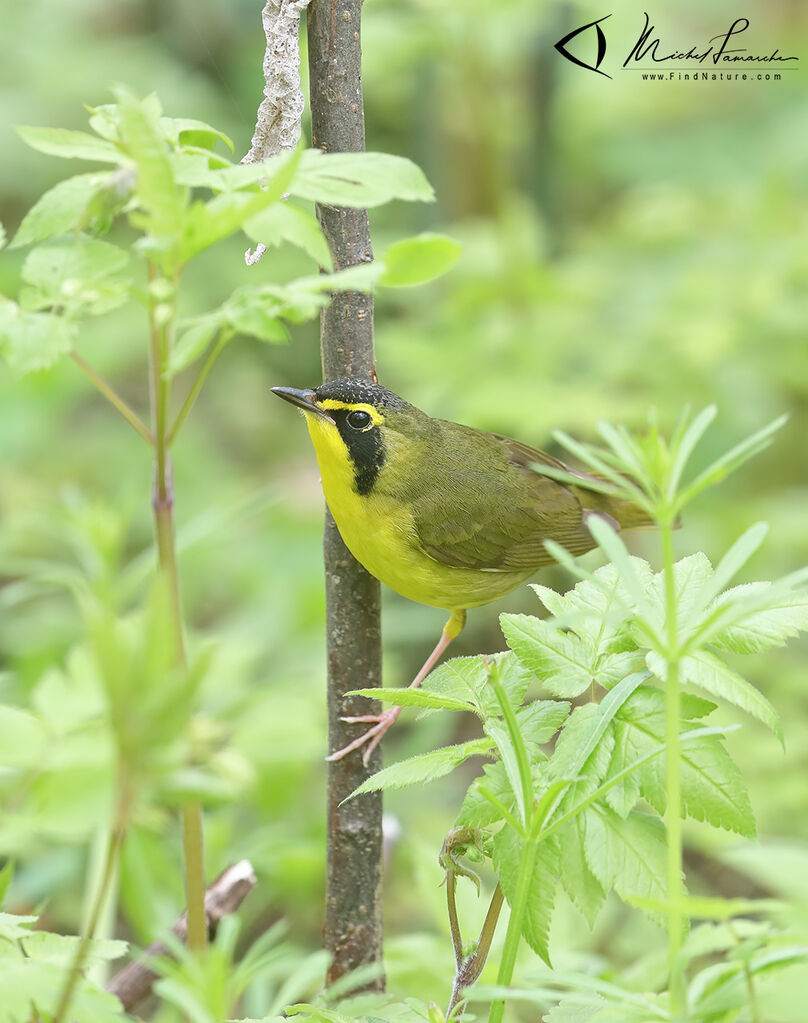 Paruline du Kentucky mâle adulte nuptial