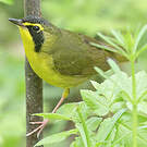 Paruline du Kentucky