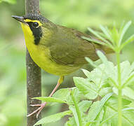 Paruline du Kentucky